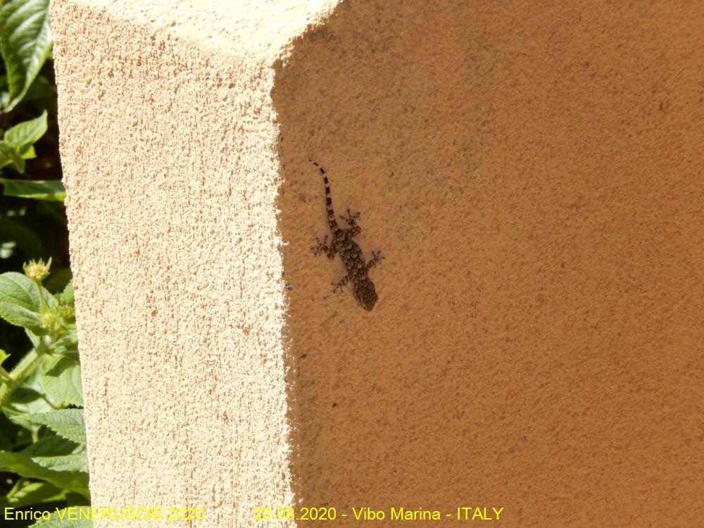 40 - Piccolo Geco - Little Gecko